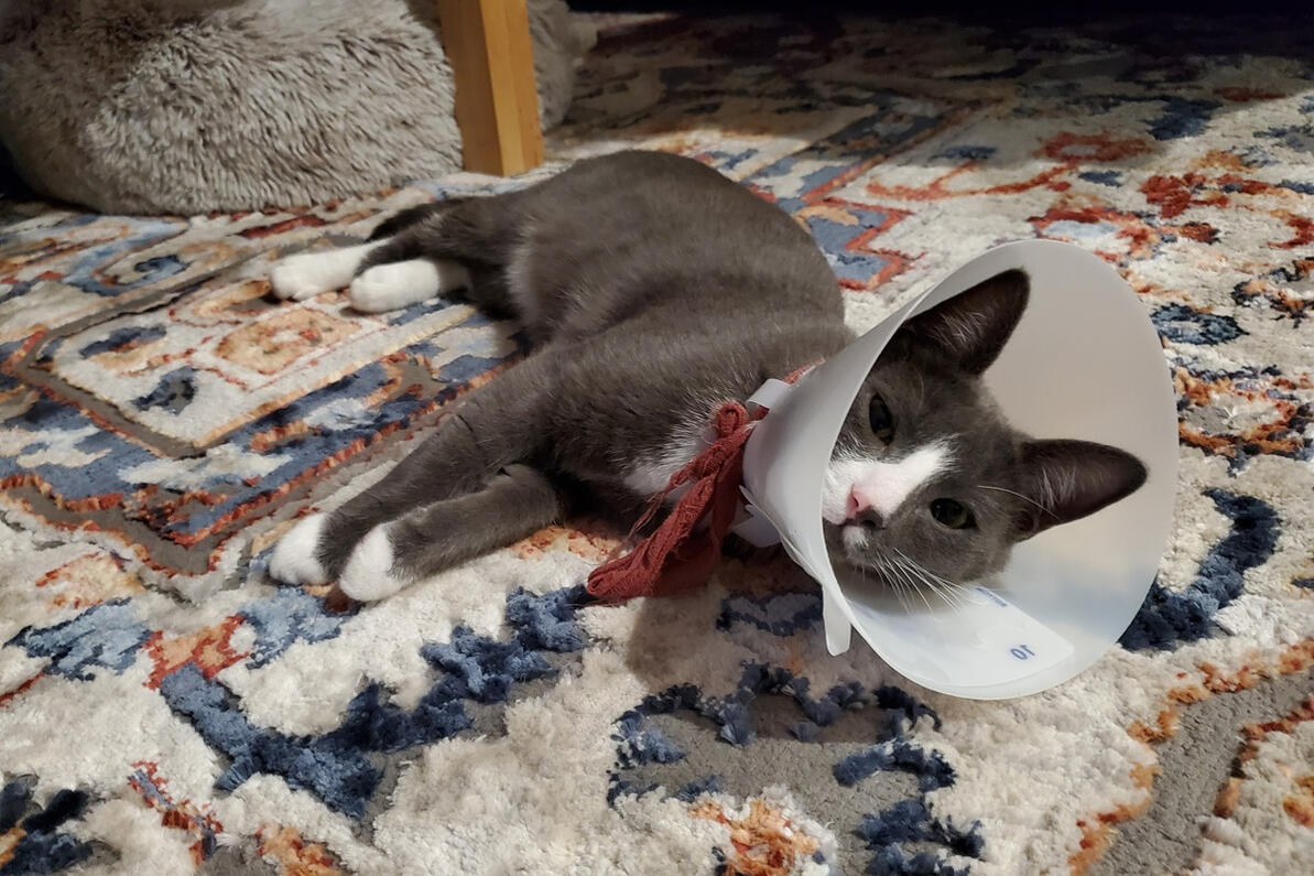 Winston and the cone of shame Winston and the cone of shame
