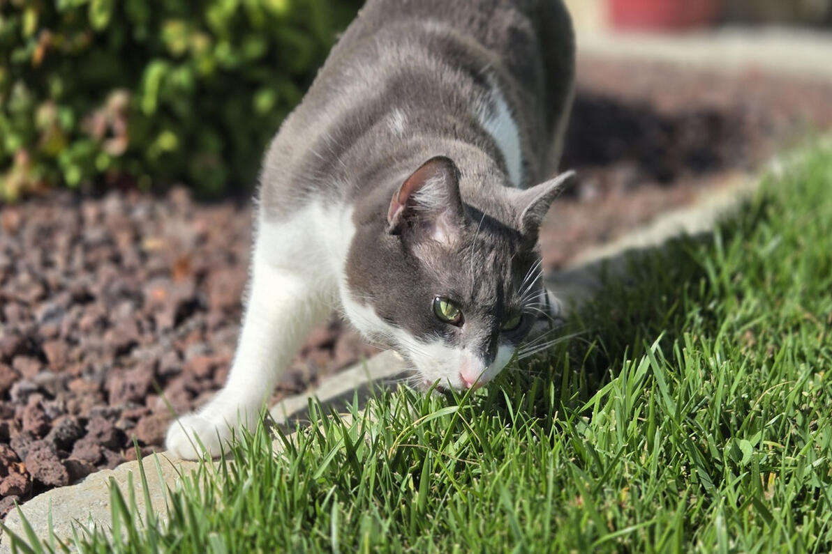 Joey eating some grass