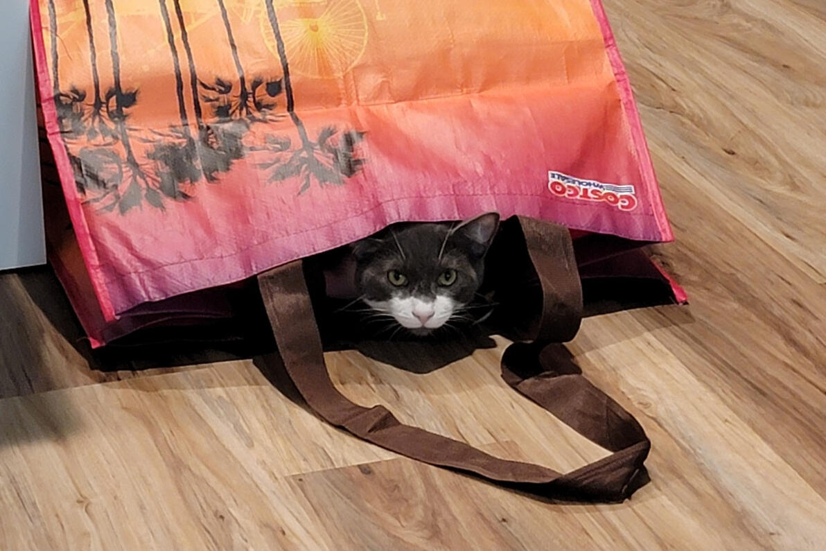 Joey exploring the Costco bag