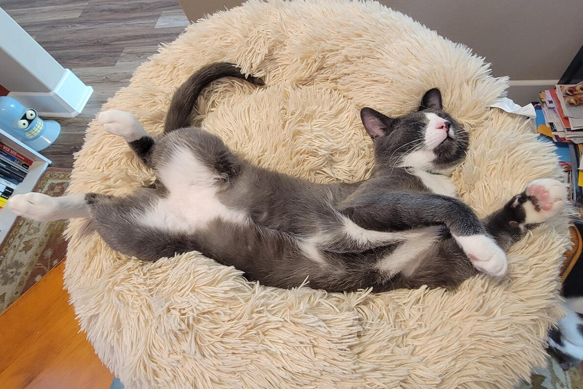 Winston getting comfortable