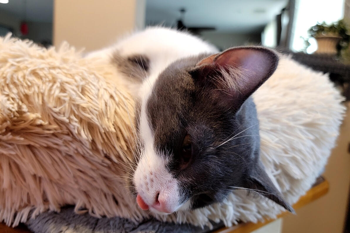 Joey with his tongue out