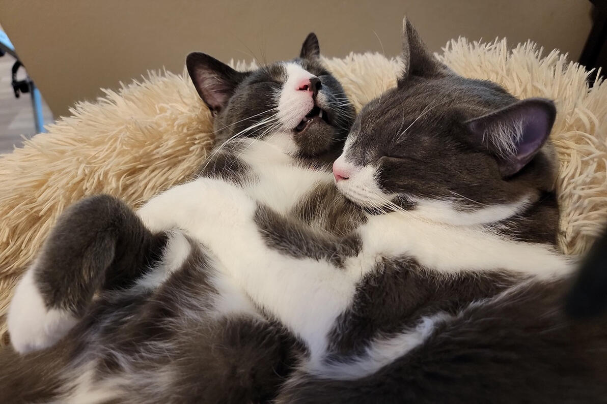 Winston & Joey napping