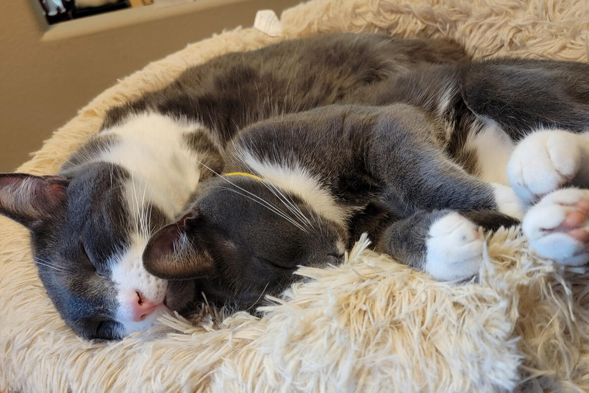 Snuggle Buddies