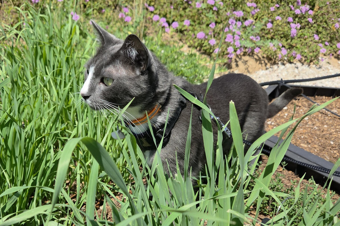 Winston in the tall grass Winston in the tall grass
