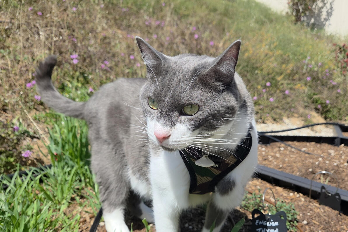 Joey exploring the garden