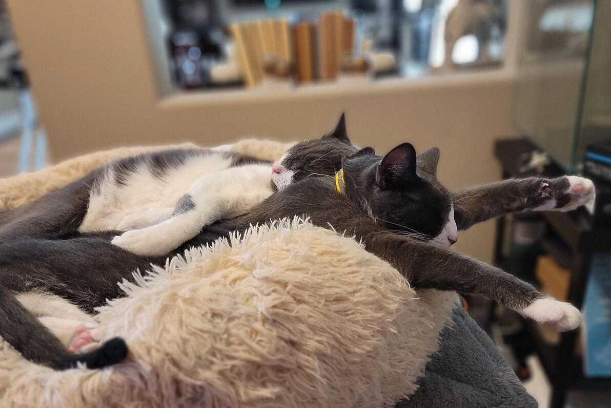 Sleepytime Sleepytime