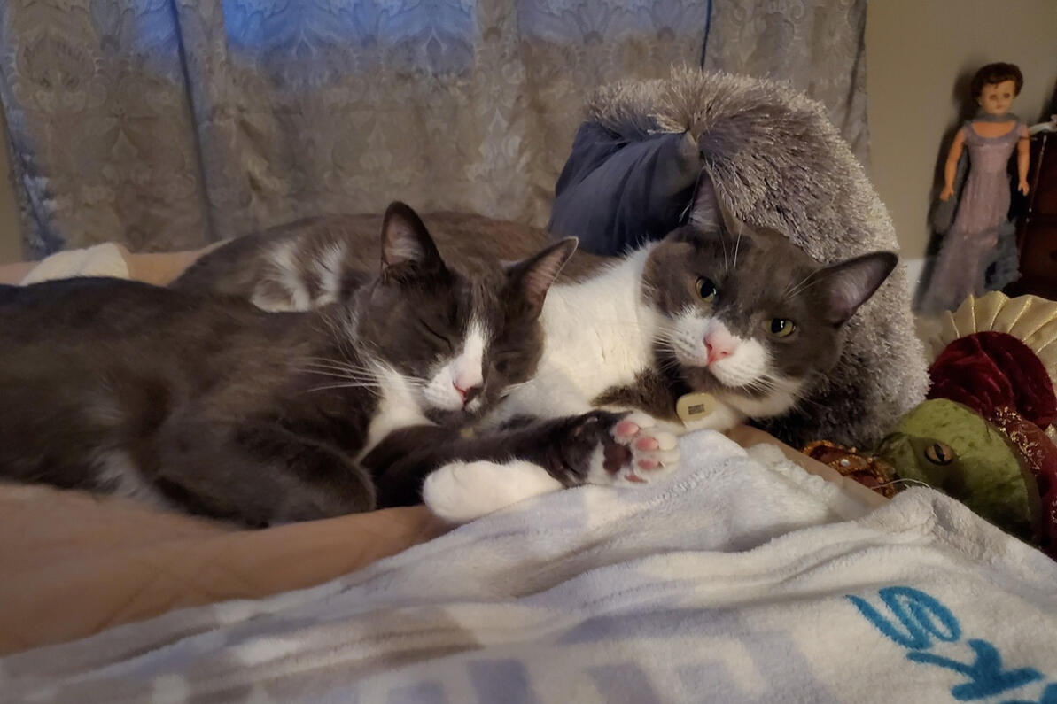 Winston & Joey on the bed