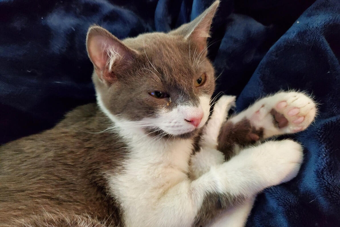 Joey with his toy mouse