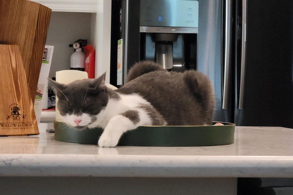 Joey relaxing on the counter