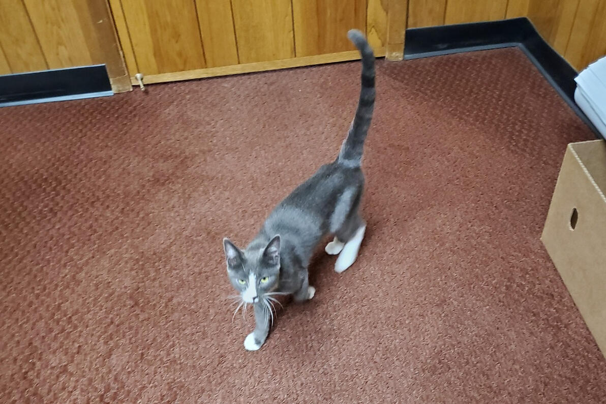 Winston exploring Dad's office