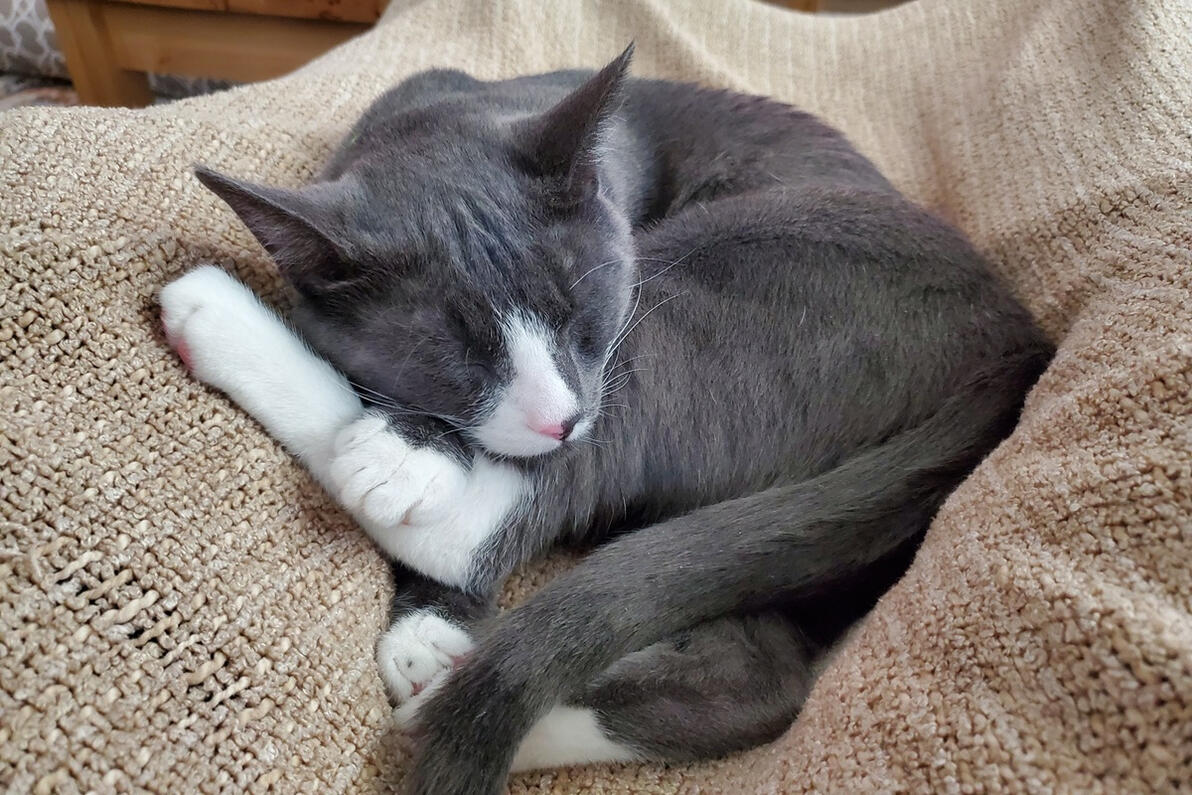 Winston curled up sleeping