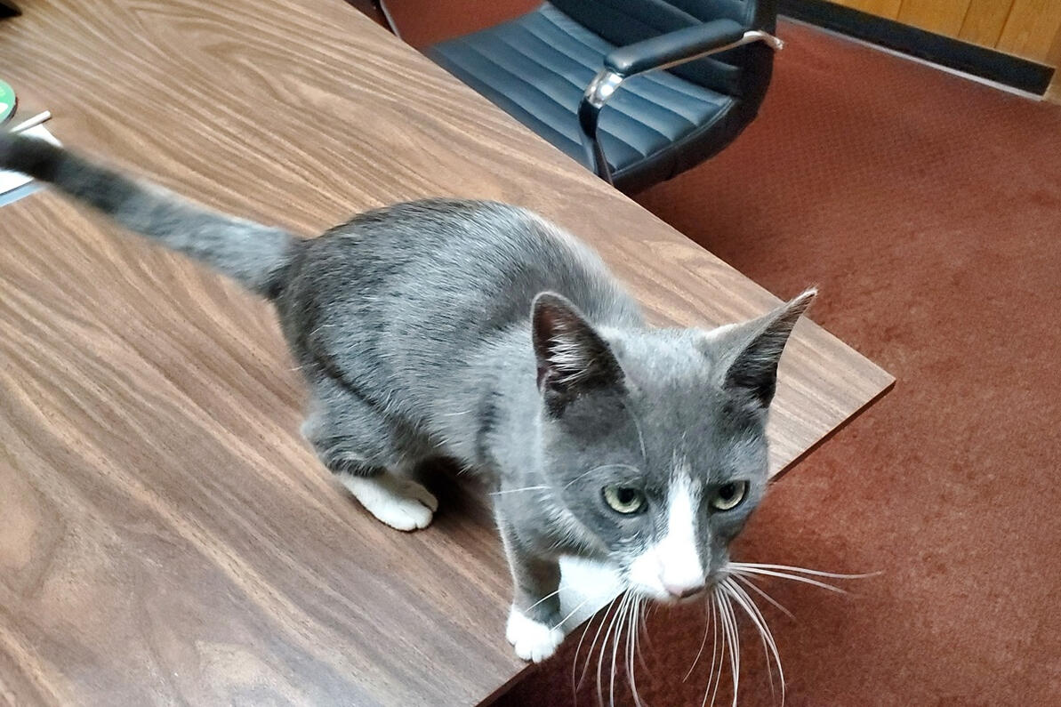 Winston on Dad's desk