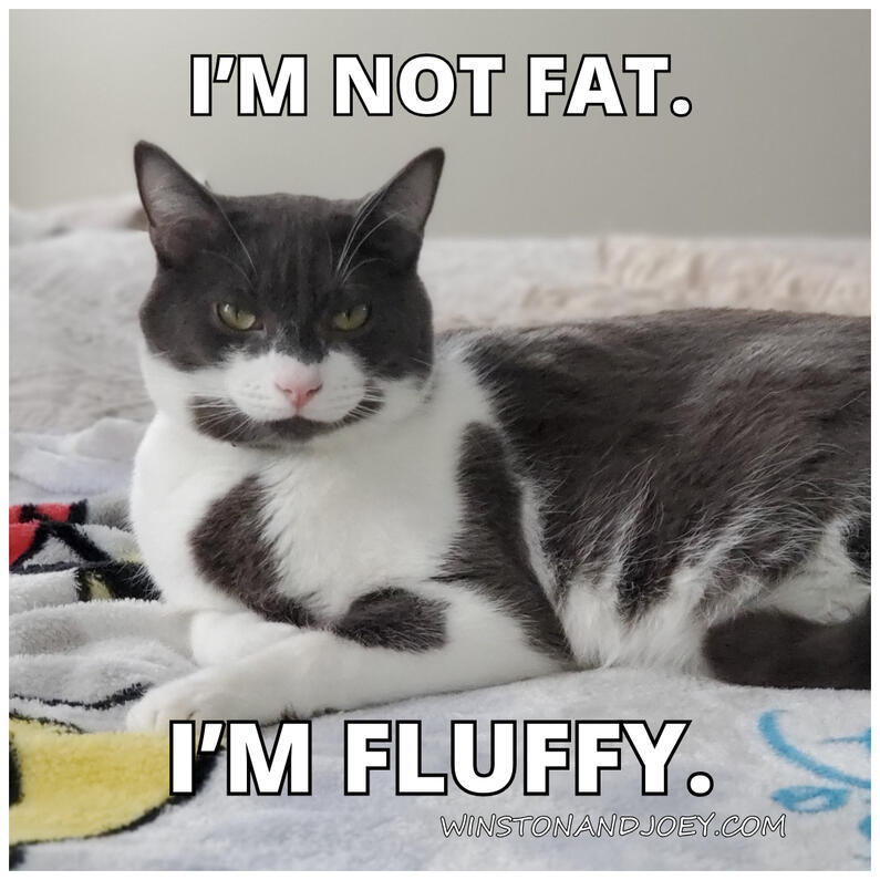I'm Fluffy I'm Fluffy