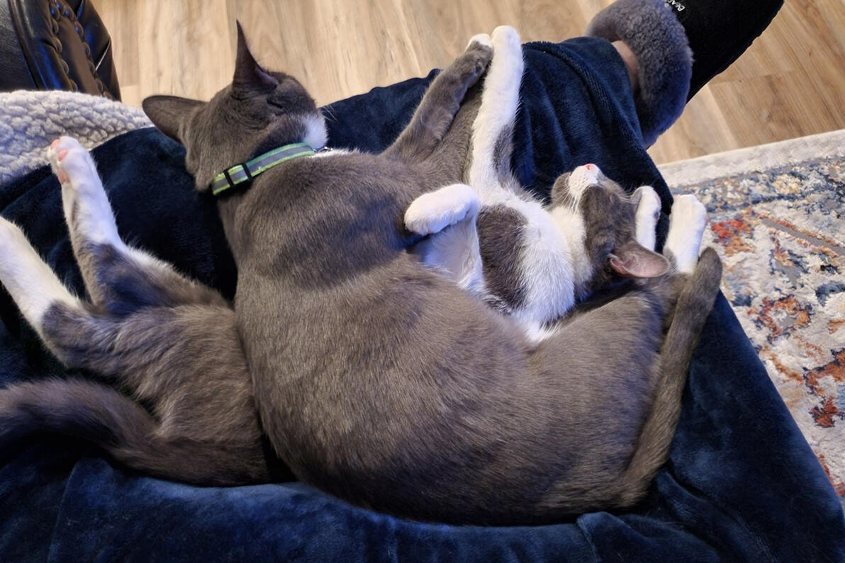 Winston and Joey sleeping