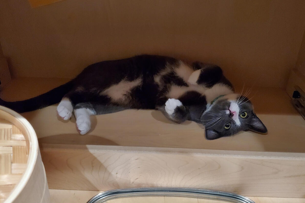 Winston the Cabinet Inspection Kitty Winston the Cabinet Inspection Kitty