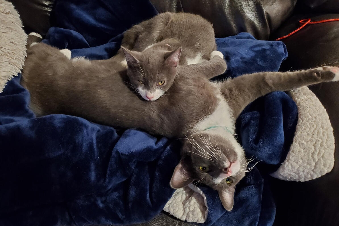 Winston and Joey being lazy