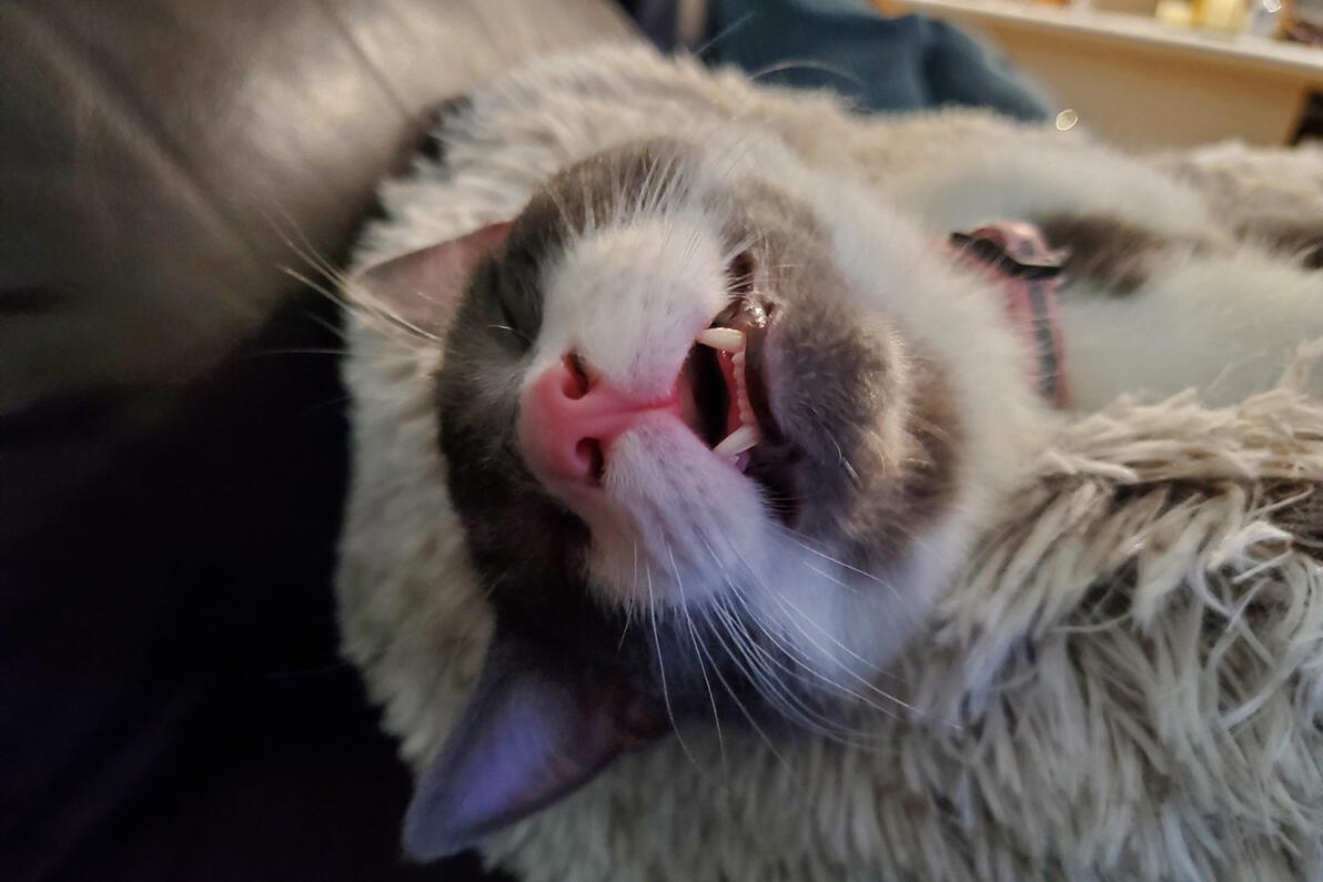 Sleepy Joey