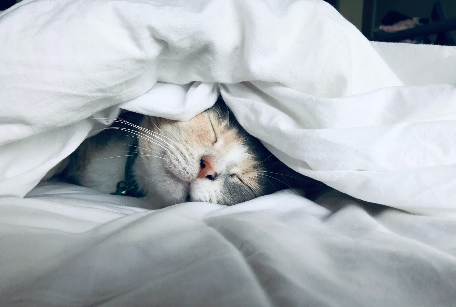 How do cats breathe under blankets?