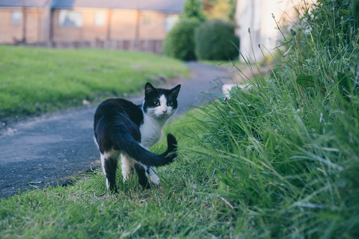 How to Safely Let Your Cat Outside Without It Running Away